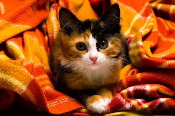 Kis cica egy szőnyeg stúdió fény — Stock Fotó