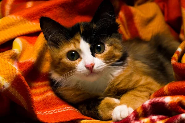 Kleine kitten op een kleed studio licht — Stockfoto