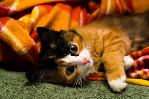 地毯演播室灯上的小猫 — 图库照片