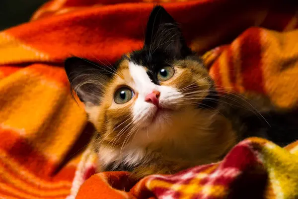 Pequeño gatito en una alfombra estudio luz — Foto de Stock