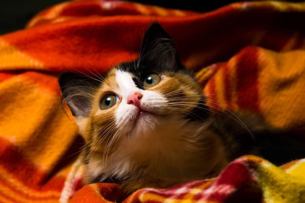 Pequeno gatinho em uma luz de estúdio de tapete — Fotografia de Stock