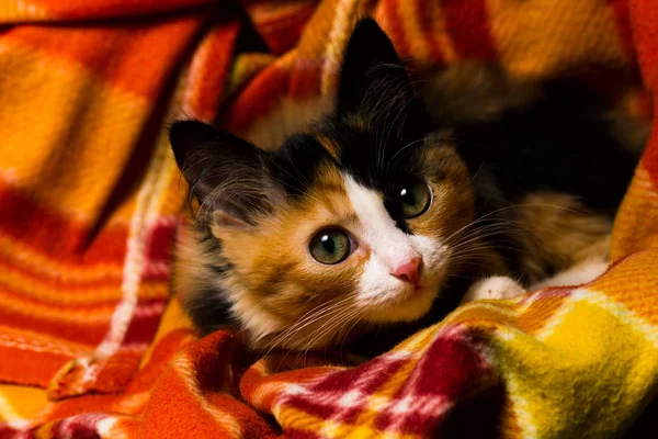 Μικρό γατάκι στο φως στούντιο κουβέρτα — Φωτογραφία Αρχείου