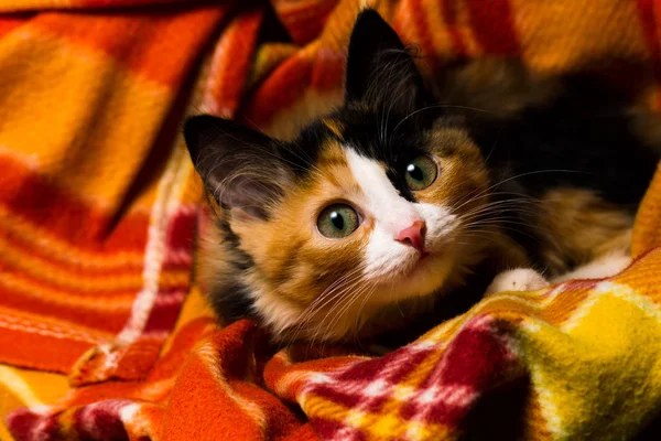 Küçük kedi üzerinde bir halı stüdyo ışık