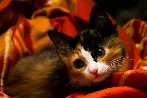 Little kitten on a rug studio light — Stock Photo, Image