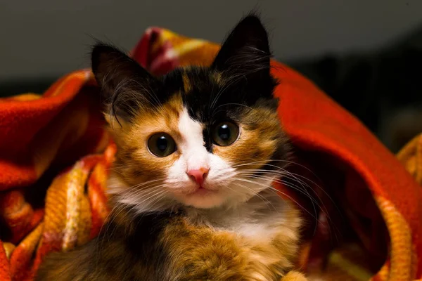 Küçük kedi üzerinde bir halı stüdyo ışık