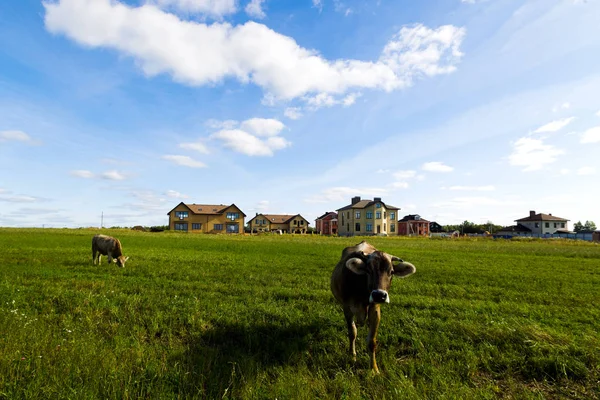 As vacas pastam em um prado no dia ensolarado — Fotografia de Stock