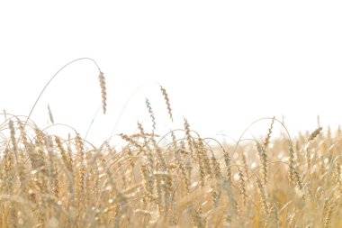 Buğday alanı güneşli bir yaz