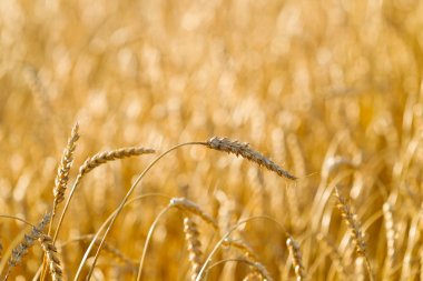 Buğday alanı güneşli bir yaz