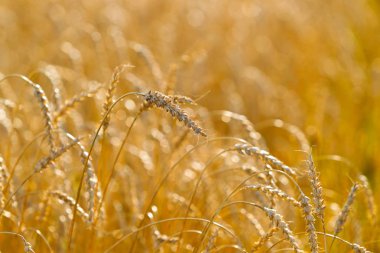 Buğday alanı güneşli bir yaz