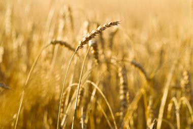 Buğday alanı güneşli bir yaz