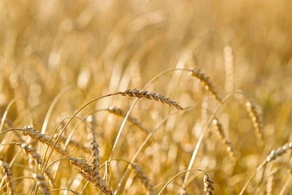 Campo de trigo en un día soleado de verano — Foto de Stock