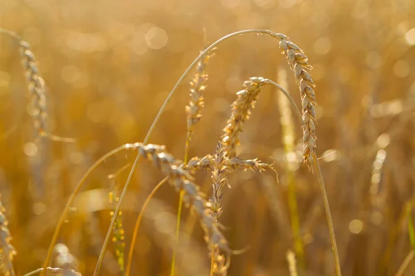 Campo de trigo en un día soleado de verano — Foto de Stock