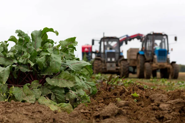 Memanen di ladang bit. — Stok Foto