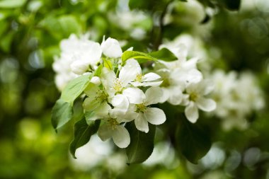 Çiçekli elma ağacı dalı