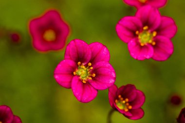 Çim, doğal ışık arka planı kırmızı çiçekler.