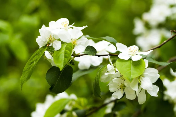 Ramo di melo in fiore — Foto Stock