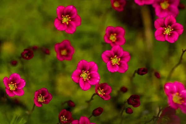 Red flowers against the background of grass — Stock Photo, Image