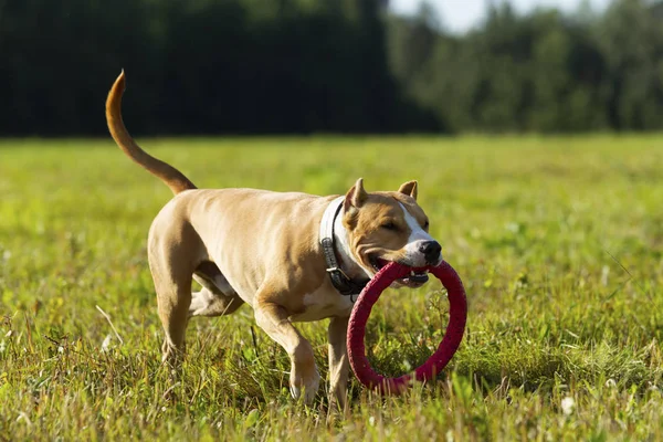 Staffordshire Terrier on a walk in the field on a sunny summer d — Stock Photo, Image