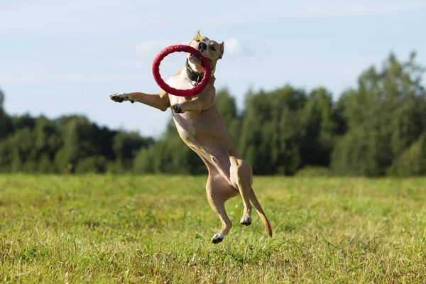 Staffordshire Terrier na spacerze po polu w słoneczne lato d — Zdjęcie stockowe