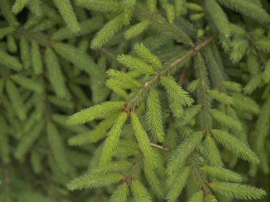 Genç ladin dallarının arka planı, doğal ışık.