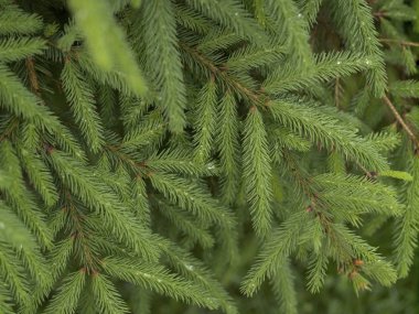 Genç ladin dallarının arka planı, doğal ışık.