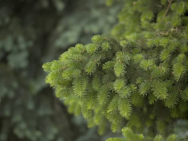 Antecedentes de jovens ramos de abeto frescos, luz natural — Fotografia de Stock