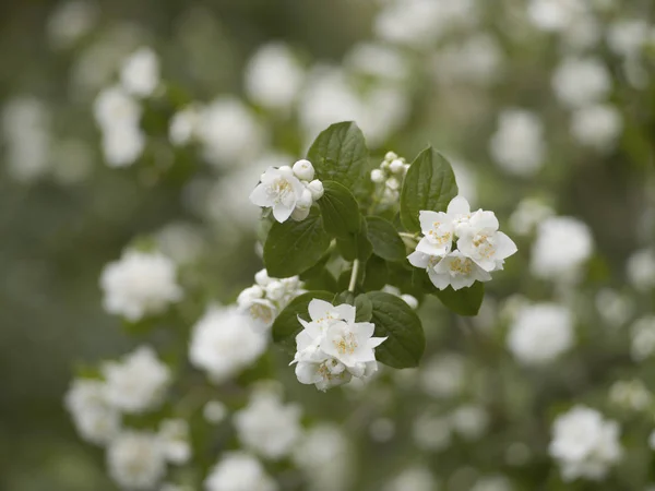 Arbusto de jazmín floreciente en un día de verano, luz natural —  Fotos de Stock
