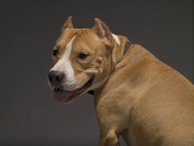 Staffordshire Terrier köpek cinsi gri bir arka planda