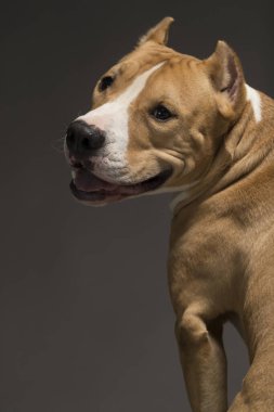 Staffordshire Terrier köpek cinsi gri bir arka planda