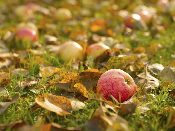 Taze elma düşmüş yaprakların içinde yerde yatıyor. — Stok fotoğraf