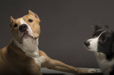 İki köpek, gri arka planda arkadaşlar, stüdyo ışığı.