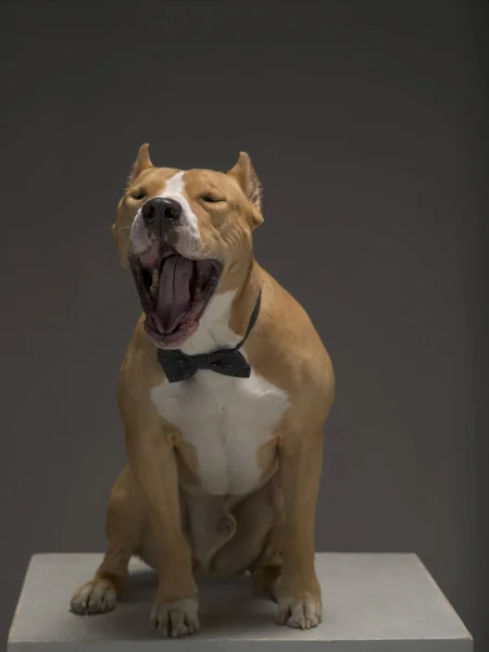 Staffordshire Terrier raza de perro sobre un fondo gris — Foto de Stock