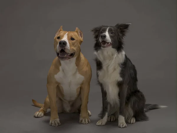 Two dogs, friends on a gray background, studio light