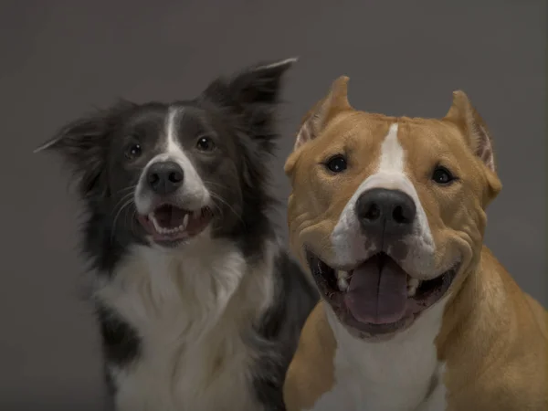 Dos perros, amigos sobre un fondo gris, luz de estudio — Foto de Stock