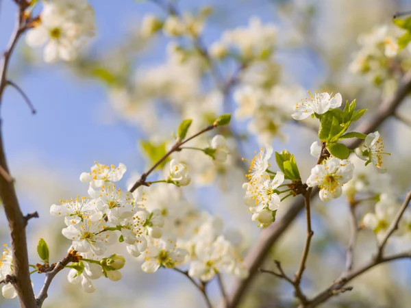 Branches Blossoming White Cherry Background Blossoming Tree Blue Sky Spring — Stock Photo, Image