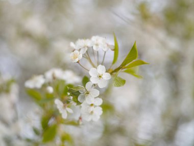 Bahar günü çiçek açan bir ağacın arka planında çiçek açan beyaz kiraz dalları, doğal ışık, Makro