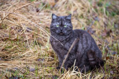 Siyah gri kedi yeşil arka planda güzel bir tarzda oturuyor. Doğa arkaplanı.