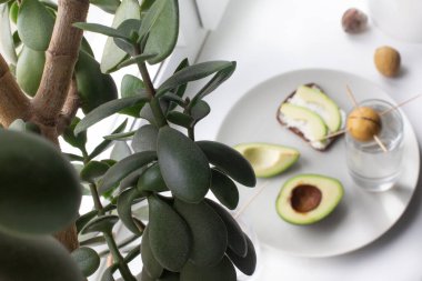 Tabakta olgun bir avokado ve gevrek ekmekli bir sandviç var. Yumuşak peynir. Bitki yetiştiriyorum. Avokado tohumları. Beyaz arka plan, üst manzara. Düzgün beslenme, sağlık, vejetaryenlik. Hafif atıştırmalık.