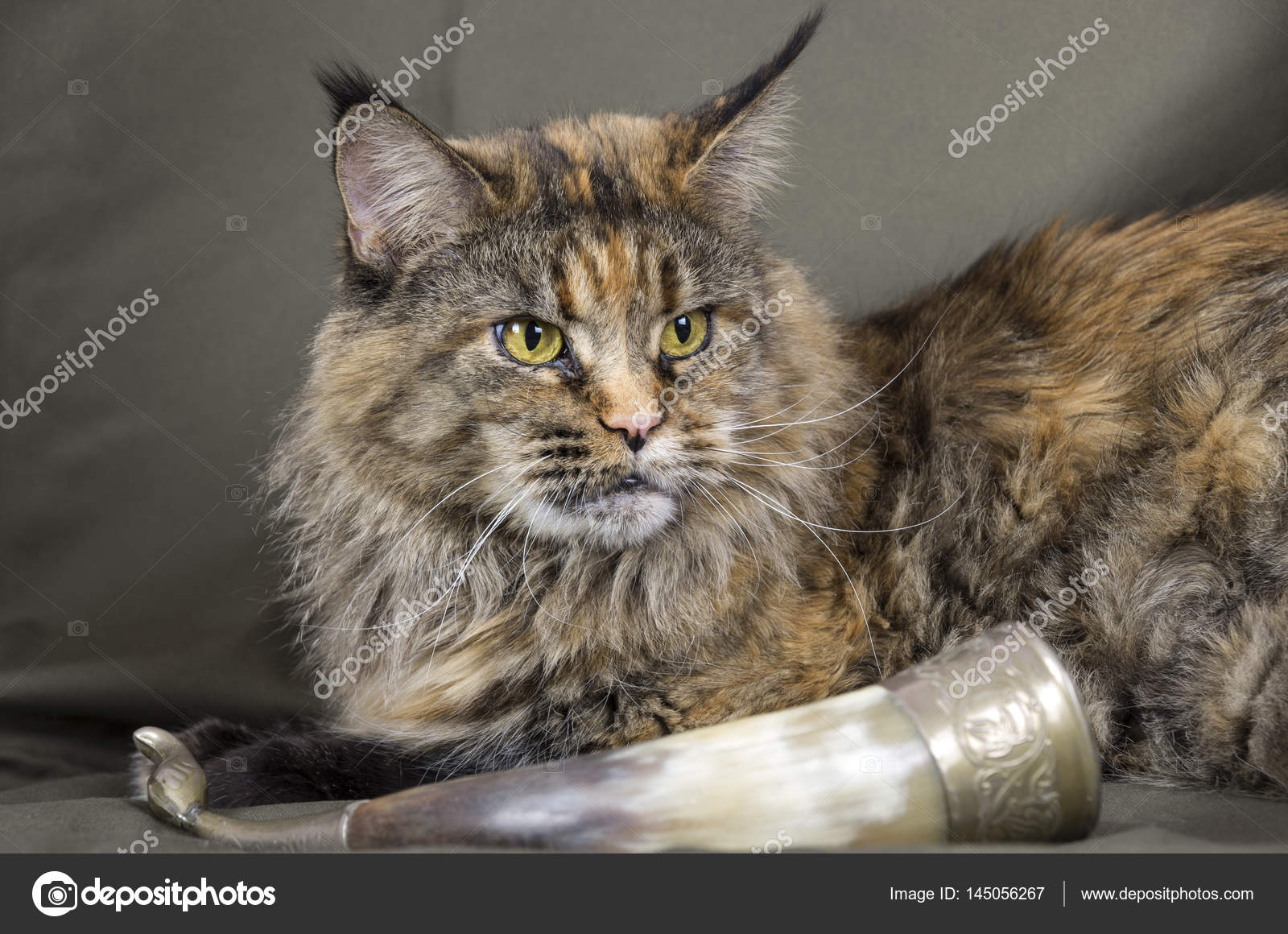 Schildpatt Maine Coon Katze Stockfoto Joannelle 145056267