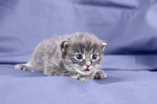 Azul maine coon gatito — Foto de Stock