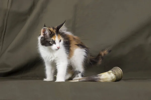 Maine Coon Kitten — Stock fotografie