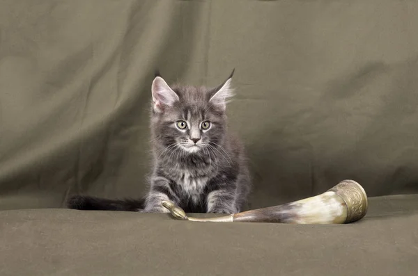 Maine chaton coon — Photo