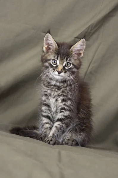 Maine coon gatito — Foto de Stock