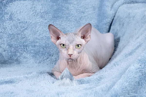 Chat sphynx canadien — Photo