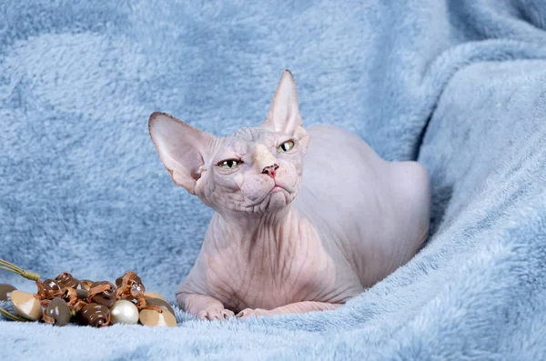 Chat sphynx canadien — Photo