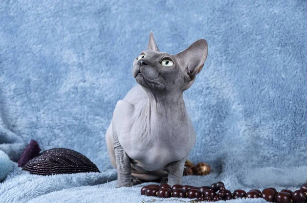 Синій Канадський сфінкс кішка — стокове фото