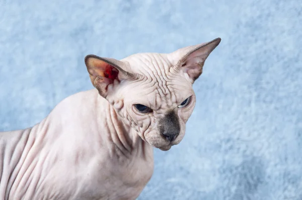 Angry Canadian Sphynx cat — Stock Photo, Image