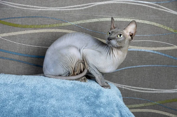 Синій Канадський сфінкс кішка — стокове фото
