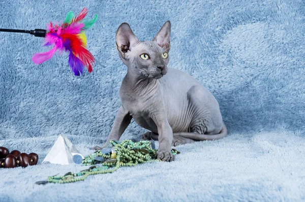 Modrá kanadský Sphynx kanadský bezvlasý kočka kotě — Stock fotografie