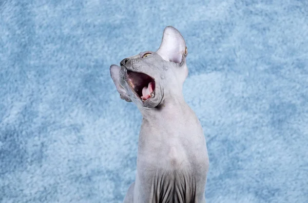 Blue Canadian Sphynx the Canadian Hairless cat kitten yawning — Stock Photo, Image